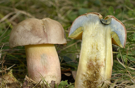 Sommerröhrling (Boletus fechtneri ) - © Heinz Prelicz